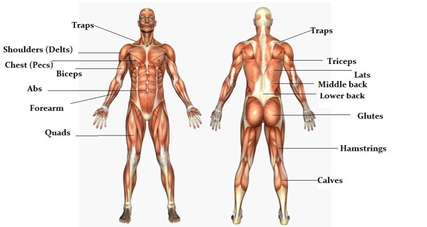 Diagram of muscle groups.